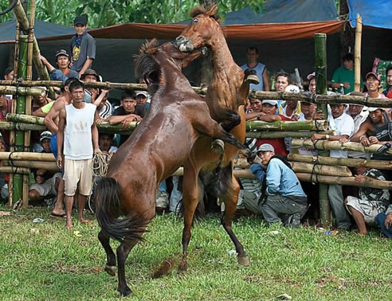 horse_fight