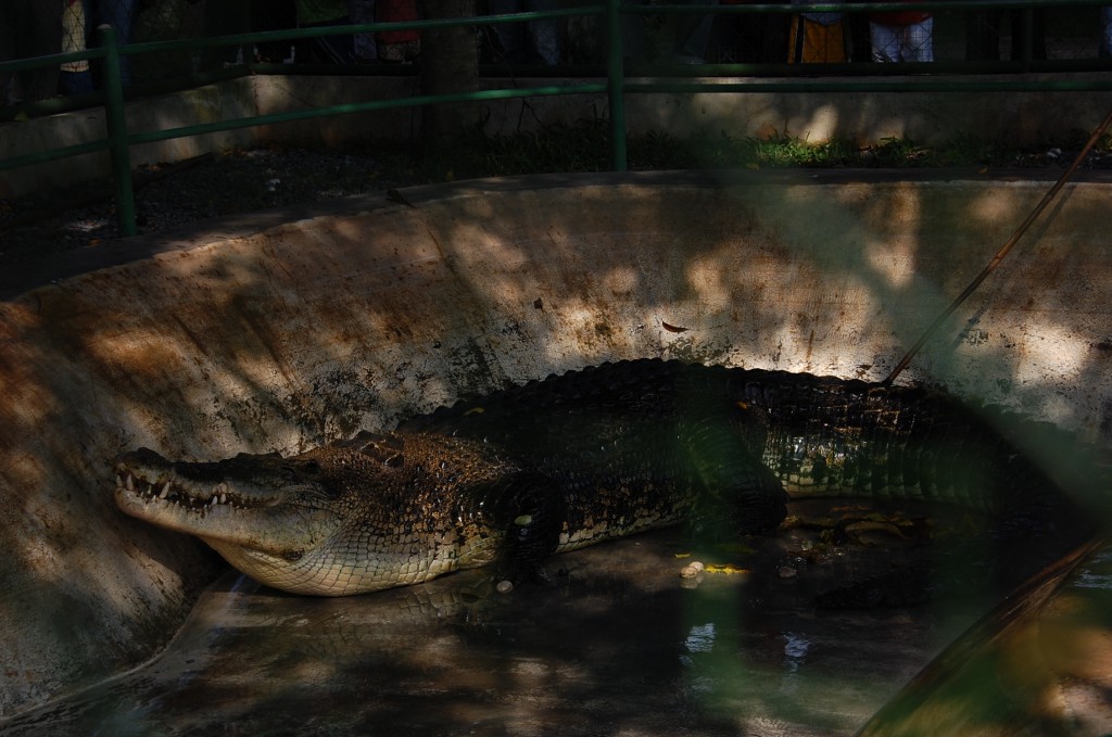 Pangil crocodile