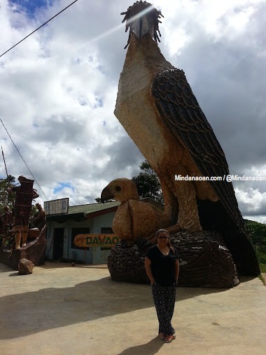 PHOTOS: Giant Philippine Eagle along BuDa (Bukidnon-Davao border)
