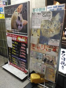 calico cat cafe tokyo 13
