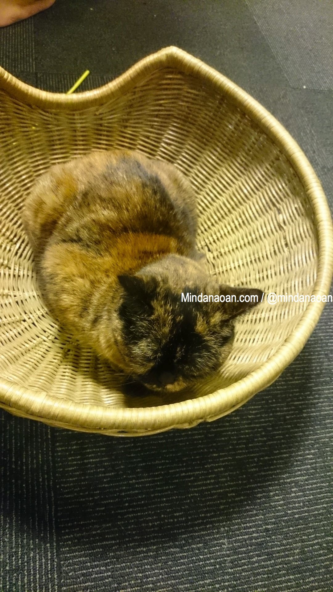 Cat Cafe Calico in Shinjuku, Tokyo, Japan