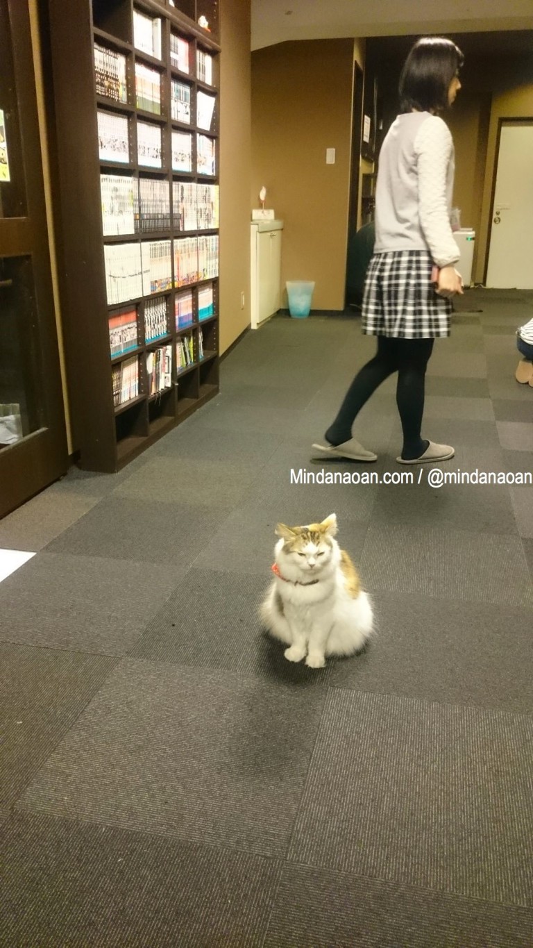Cat Cafe Calico in Shinjuku, Tokyo, Japan