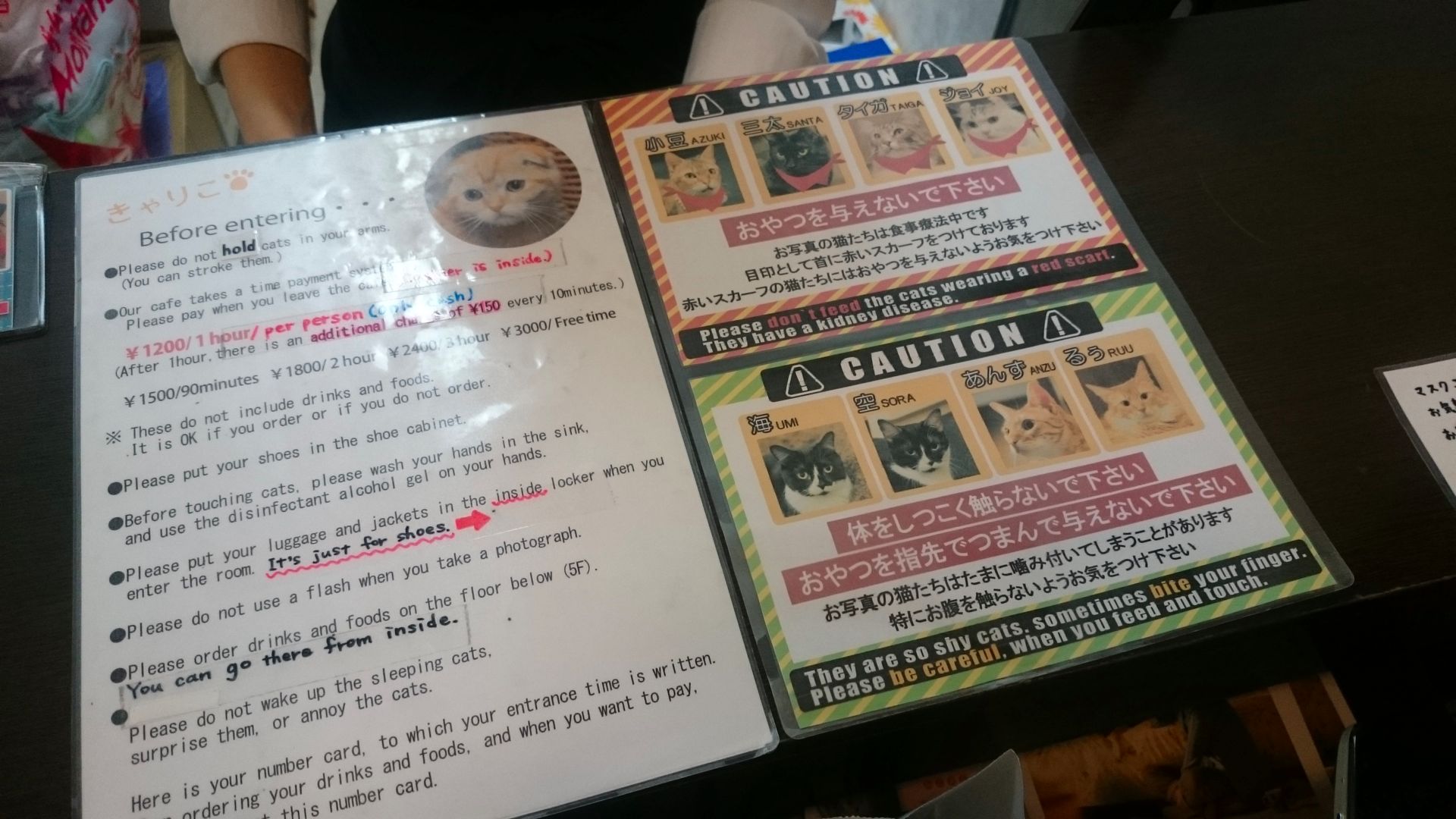 Cat Cafe Calico in Shinjuku, Tokyo, Japan