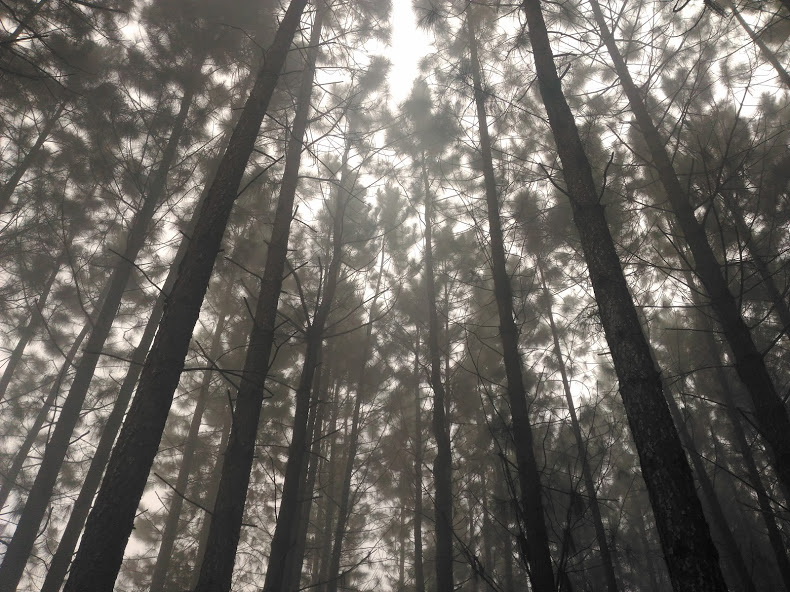 bukidnon pine trees