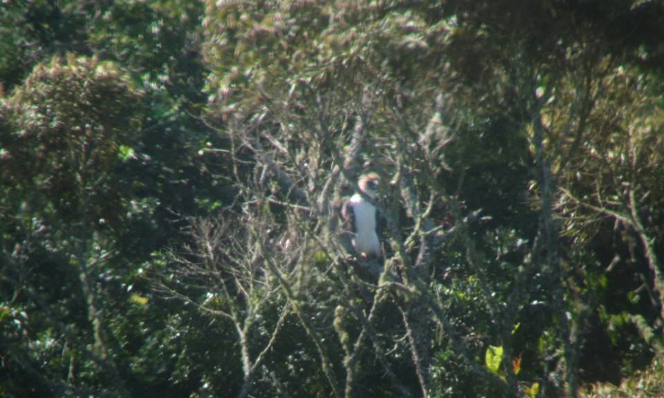 New nesting area for Philippine Eagle identified