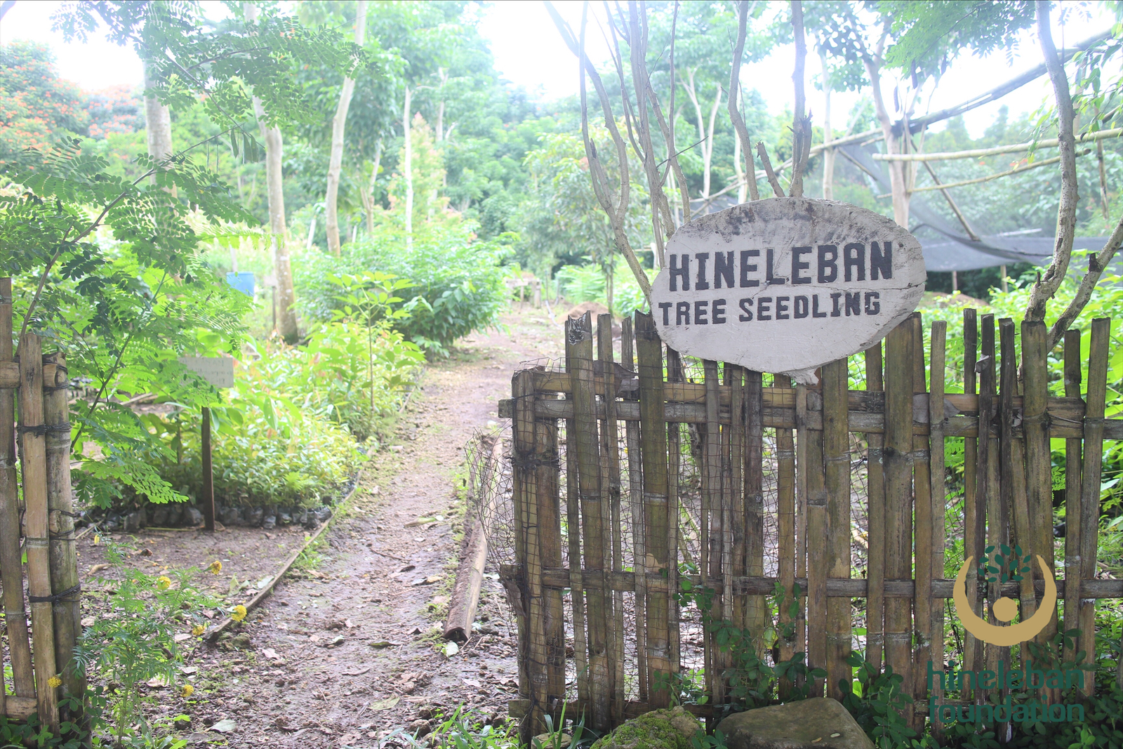 How you can support rainforestation and combat adverse effects of ...